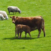 239: Beef  Lamb: the work that goes on behind the scenes