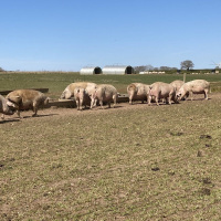 274: Pork: Choosing a sward mix for grazing pigs
