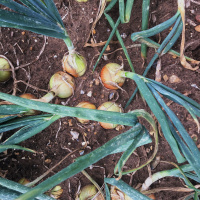 85: How field vegetable grower could benefit from four new strategic centres