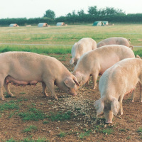 75: Pork: Pigs in the arable rotation