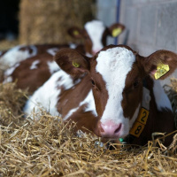 286: Creating the perfect environment for dairy calves