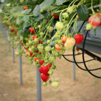 78: How will new technology future-proof the soft fruit industry?