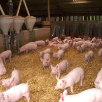 243: Pork: Everything you need to know about environmental permitting regulations (EPR)