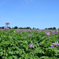 255: Assessing land for future potato production