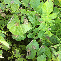 45: AHDB Potatoes: Fight Against Blight update