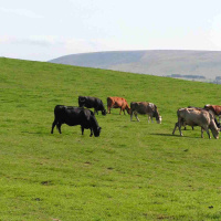 13: Looking at suckler cow nutrition with Alex Corbishley