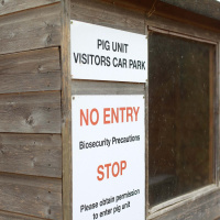 352: Pork: The heightened risk of African swine fever (ASF)
