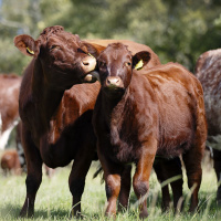 303: AHDB Beef  Lamb: How calving heifers at two years old can help to boost profits in the suckler herd