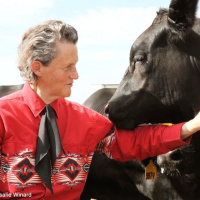 259: Temple Grandin’s top tips for cattle handling