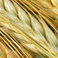 376: AHDB Cereals  Oilseeds: Grain Market Outlook 2022