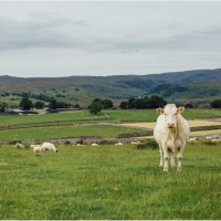 229: Could mixing livestock and arable help your business become more sustainable?