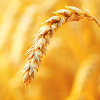 321: Agri-Market Outlook (Arable) Jan 2022