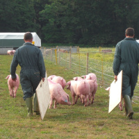 287: Pork: Pig sector launches new welfare training platform