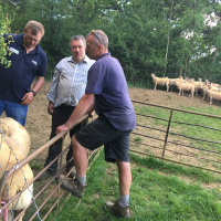 83: What to look for when choosing a ram for your farm business