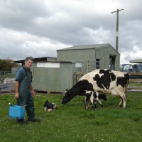 262: Improving cow flow in the dairy herd