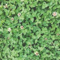 408: Cultivating clover: Practical farming advice