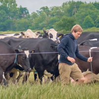 250: Improving fertility to reduce the calving block