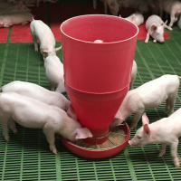 390: Removing zinc oxide from pig diets – what are the options?