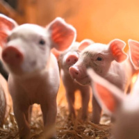 364: Pork: How the Pork Knowledge Exchange team support you and your business