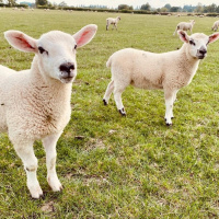 393: AHDB Beef  Lamb: Tackling parasites in sheep with SCOPS