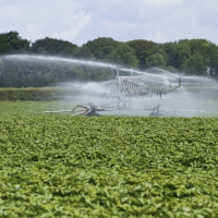 263: Potatoes: How to optimise irrigation to reduce soil erosion
