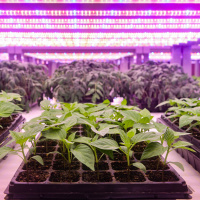 99: How can growers and farmers make their business more energy efficient?