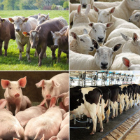 353: Agri market outlook – livestock