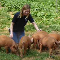 91: Pork: Why is it important we work with small-scale pig keepers?