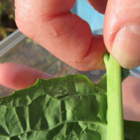 269: How using the Pest Bulletin helps to forecast, monitor and protect crops