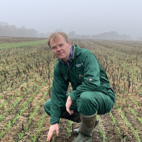 308: Strategic Cereal Farm Results Week