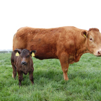 54: DIY Artificial Insemination and Synchronisation in the suckler herd