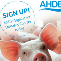 129: Pork: Why is swine dysentery becoming more of a concern?