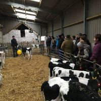 202: Tackling calf pneumonia in the autumn