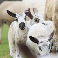 282: AHDB Beef  Lamb: Finding the balance between productivity and the environment