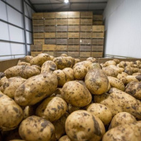 37: The loss of CIPC and the future of sprout suppression