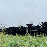 391: AHDB Beef  Lamb: Producing profitable suckler cows - thoughts from Canada