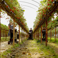 64: Who are the first three horticulture Strategic SmartHort Centres?