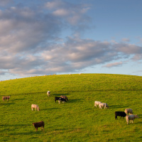 244: Agri Market Outlook for Livestock | 29.02.2021