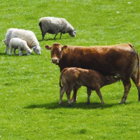 246: #ColostrumIsGold - optimising colostrum management in cattle (beef  dairy), sheep and pigs