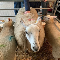 76: How to Body Condition Score your flock
