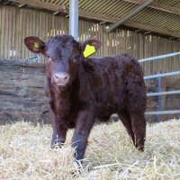197: Beef  Lamb: optimising calf health