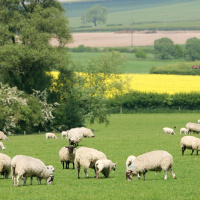 121: Best practice worm control in ewes pre-lambing
