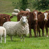 135: Covid-19 Special: How Beef  Lamb markets have been affected by coronavirus