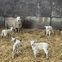 323: Lambing, colostrum management and watery mouth
