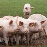 111: Pork: Farmer-to-farmer learning in the pig industry