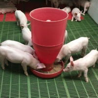 332: Pork: Effective management of feed on farm
