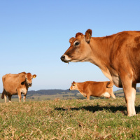 444: Are you grazing in a green drought?