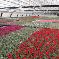 247: A focus on ornamentals