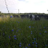 94: Maximising the value of herbal leys