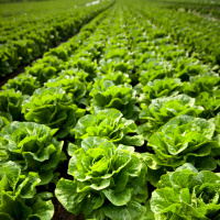 253: Horticulture Ballot Outturn